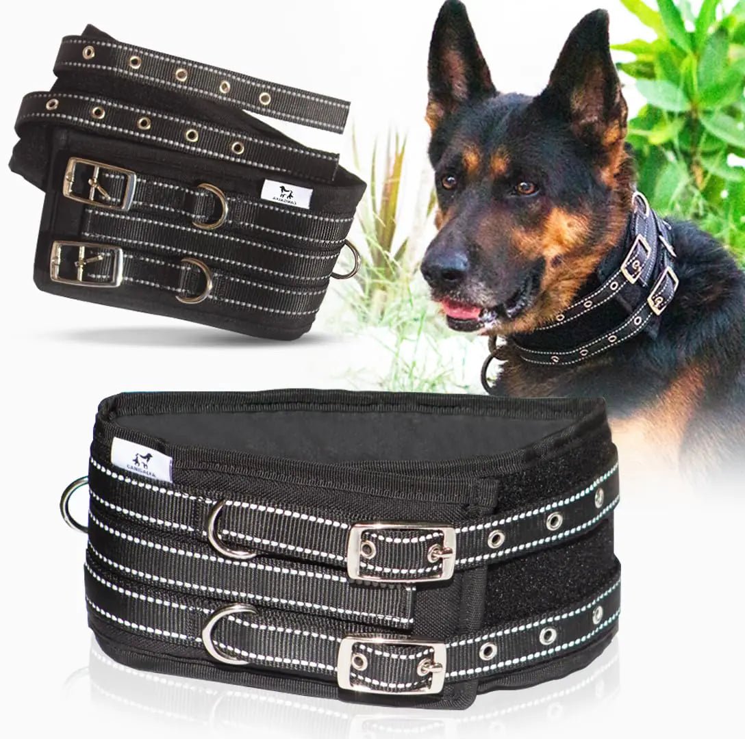 SteelClasp Heavy Duty Dog Collar - My Store